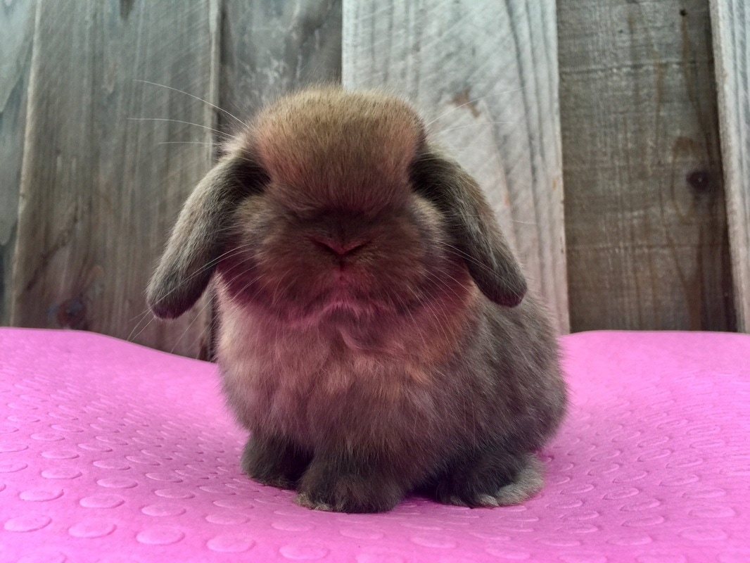 holland lop eared bunny for sale