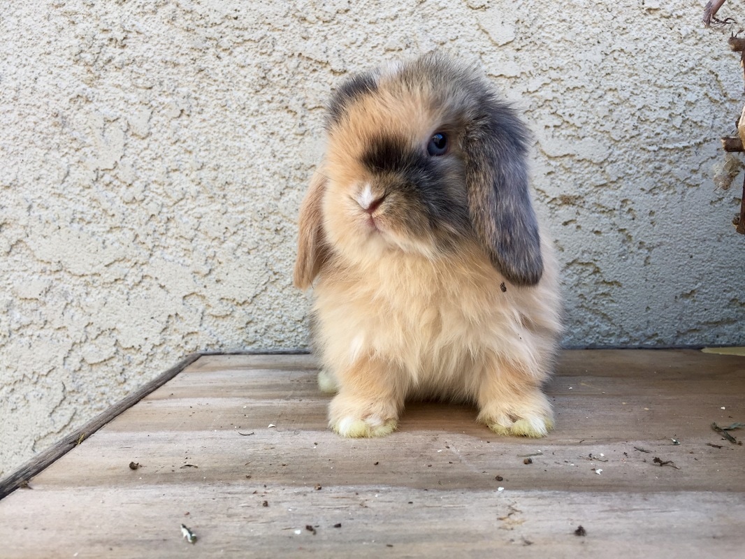 dwarf lop bunny for sale